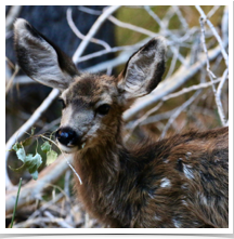 Mule Deer - Grazing